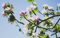 Branch of apple tree with flowers. Royalty Free Stock Photo