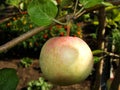 The fruit of an apple ripens on a branch of an apple tree. in the green foliage on a sunny day, illuminated by the light rays of