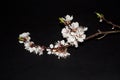 Branch of an apple-tree isolated on a black background Royalty Free Stock Photo