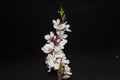 Branch of an apple-tree isolated on a black background Royalty Free Stock Photo