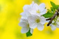 A branch of an apple tree with large white flowers on a yellow sunny background. Blossoming apple tree Royalty Free Stock Photo