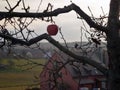 A branch of an apple tree without leaves on which a red apple hangs close-up. In the background, a house and a field are blurred Royalty Free Stock Photo