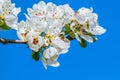 Branch from the fruit tree with white flowers