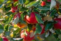 Branch of apple tree with many red apples Royalty Free Stock Photo