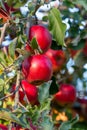 Branch of apple tree with many red apples Royalty Free Stock Photo