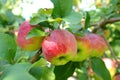 Branch of apple tree with many ripe apples