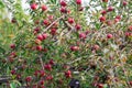 branch of apple tree with many ripe large fruits of sweet pear in the farmer& x27;s garden. Royalty Free Stock Photo
