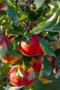 Branch of apple tree with many red apples Royalty Free Stock Photo