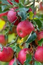 Branch of apple tree with many red apples Royalty Free Stock Photo