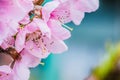 Branch of an apple tree with pink flowers on a blue background. Pink apple tree flowers with bee. Early spring and blooming apple Royalty Free Stock Photo
