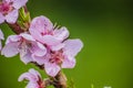 Branch of an apple tree with pink flowers on a green background. Pink apple tree flowers with bee. Early spring and blooming apple Royalty Free Stock Photo