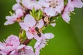 Branch of an apple tree with pink flowers on a green background. Pink apple tree flowers with bee. Early spring and blooming apple Royalty Free Stock Photo