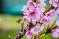 Branch of an apple tree with pink flowers on a green background. Pink apple tree flowers with bee. Early spring and blooming apple Royalty Free Stock Photo