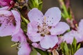 Branch of an apple tree with pink flowers on a green background. Pink apple tree flowers with bee. Early spring and blooming apple Royalty Free Stock Photo