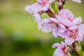 Branch of an apple tree with pink flowers on a green background. Pink apple tree flowers with bee. Early spring and blooming apple Royalty Free Stock Photo