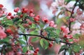 Branch Apple tree with pink fragrant flowers in spring garden