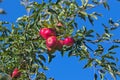 A branch of an apple tree with red apples sways in the wind against a blue sky. Royalty Free Stock Photo
