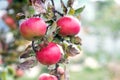 Branch of an apple tree with red ripe apples in the garden on a blurred background Royalty Free Stock Photo