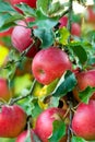 Branch of apple tree with ripe apples Royalty Free Stock Photo