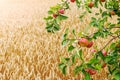 A branch of an apple tree with ripe red apples near a wheat field Royalty Free Stock Photo