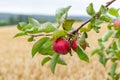 A branch of an apple tree with ripe red apples near a wheat field Royalty Free Stock Photo