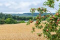 A branch of an apple tree with ripe red apples near a wheat field Royalty Free Stock Photo