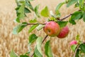 A branch of an apple tree with ripe red apples near a wheat field Royalty Free Stock Photo