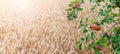 A branch of an apple tree with ripe red apples near a wheat field Royalty Free Stock Photo