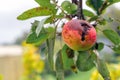 Branch of Apple tree with rotten hole by ripe reddened Apple. Crop damage by pests or birds. Autumn natural background Royalty Free Stock Photo