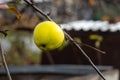 Branch of apple tree with sour green apple with yellow leaves is in a garden in autumn Royalty Free Stock Photo