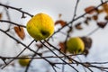 Branch of apple tree with sour green apple with yellow leaves is in a garden in autumn Royalty Free Stock Photo