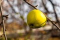 Branch of apple tree with sour green apple with yellow leaves is in a garden in autumn Royalty Free Stock Photo