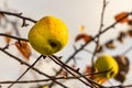 Branch of apple tree with sour green apple with yellow leaves is in a garden in autumn Royalty Free Stock Photo