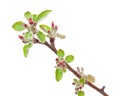 Branch apple tree with spring buds Royalty Free Stock Photo