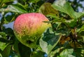 A branch of apple tree with wet sour red and yellow apple with rain drops and green and yellow leaves Royalty Free Stock Photo