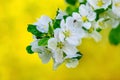 A branch of an apple tree with white flowers on a yellow background Royalty Free Stock Photo