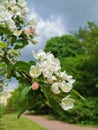 A branch of an apple tree with white and pink flowers on a background of green and blue sky Royalty Free Stock Photo