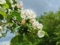 A branch of an apple tree with white and pink flowers on a background of green and blue sky with clouds Royalty Free Stock Photo