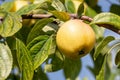 A branch of apple tree with yellow apples and green and yellow leaves in a park in autumn