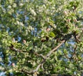 A branch of an Apple tree, with young green leaves and pink blossoming flowers on a background of young blossoming greens. Royalty Free Stock Photo