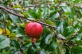 Branch of apple trees bending under the weight of fruit. Autumn orchard