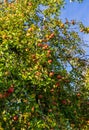 Branch of apple trees bending under the weight of fruit. Autumn orchard