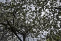 Branch apple trees blossom in full bloom in a garden in spring Royalty Free Stock Photo