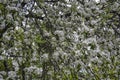 Branch apple trees blossom in full bloom in a garden in spring Royalty Free Stock Photo