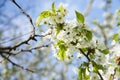 Branch of apple trees that blossom in the spring with white flowers and very smelly. Beautiful spring background Royalty Free Stock Photo