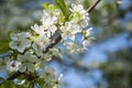 Branch of apple trees that blossom in the spring with white flowers and very smelly. Close up Royalty Free Stock Photo