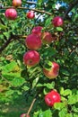 Branch of apples Royalty Free Stock Photo