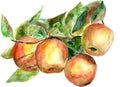 A branch with apples painted with watercolors on paper Royalty Free Stock Photo