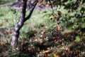 Branch with apples of paradise. Selective focus on apples with blurred garden background. Close up