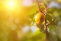 A branch with apricot and green leaves. Apricot orchard and dirt path. Copy space, summer background